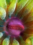 Cup Coral Portrait-Henry Jager-Photographic Print