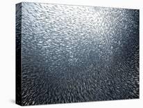 Sardines under the Boat-Henry Jager-Photographic Print