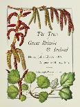The Trees of Great Britain and Ireland, Volume 1-Henry John and Augustine Elwes and Henry-Framed Giclee Print