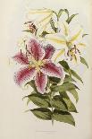 A Monograph of the Genus Lilium, Late 19th Century-Henry John Elwes-Framed Giclee Print