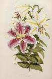A Monograph of the Genus Lilium, Late 19th Century-Henry John Elwes-Framed Giclee Print