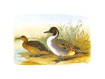 Ducks III-Henry Jones-Premium Giclee Print