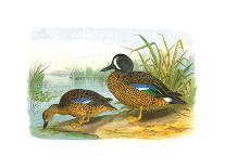 Phasianus Ussuriensis and Phasianus Delocllatus, 1906-7-Henry Jones-Framed Giclee Print