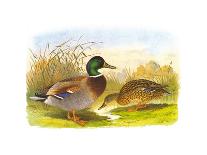 Ducks I-Henry Jones-Premium Giclee Print