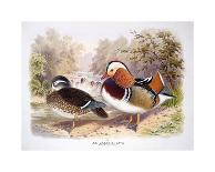 Mandarin Duck II-Henry Jones-Premium Giclee Print