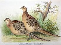 Phasianus Ussuriensis and Phasianus Delocllatus, 1906-7-Henry Jones-Framed Giclee Print