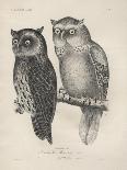 1. Ephialtes Watsonii, 2. (Ephialtes) Sagittatus, Litho by J.T. Bowen, 1850-Henry Louis Stephens-Mounted Giclee Print