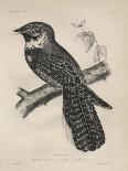 Antrostomus Serico-Caudatus, 1850-Henry Louis Stephens-Giclee Print