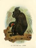 'The Celebean Black Baboon', 1896-Henry Ogg Forbes-Framed Giclee Print