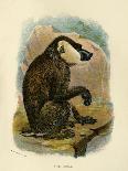 'The Celebean Black Baboon', 1896-Henry Ogg Forbes-Giclee Print