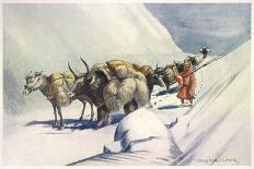 Yaks and Ponies Carrying Wool from Tibet into India-Henry Savage Landor-Art Print