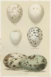 Antique Bird Egg Study II-Henry Seebohm-Stretched Canvas