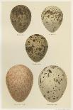 Antique Bird Egg Study II-Henry Seebohm-Framed Stretched Canvas