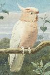 A Leadbetter's Cockatoo (W/C)-Henry Stacey Marks-Giclee Print