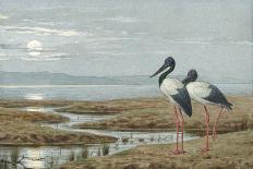 Birds Against a Stark Moonlit Landscape, c.1870-90-Henry Stacey Marks-Giclee Print