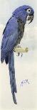 A Leadbetter's Cockatoo (W/C)-Henry Stacey Marks-Giclee Print