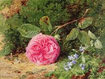 Pink Rose on a Mossy Bank, 1875-Henry Sutton Palmer-Framed Giclee Print