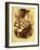 Henry Wadsworth Longfellow 's-John Gilbert-Framed Giclee Print