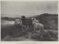 Lost Sheep-Henry William Banks Davis-Premier Image Canvas