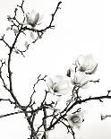 Branch of Magnolia-Henry Wilson-Art Print