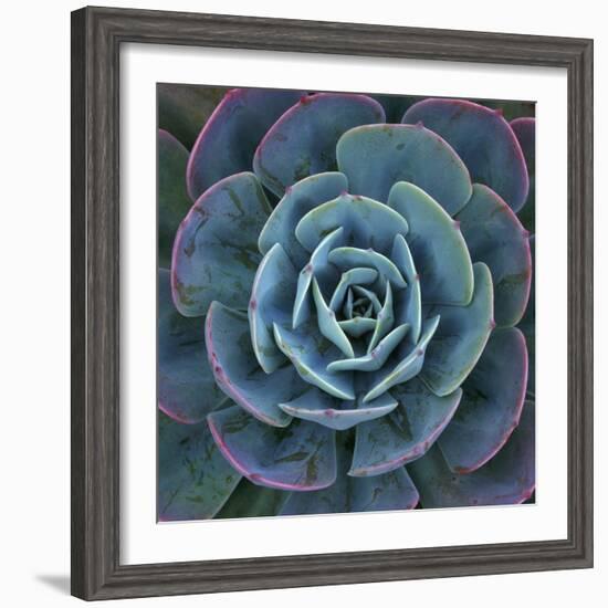 Hens and Chicks Plant-Micha Pawlitzki-Framed Photographic Print