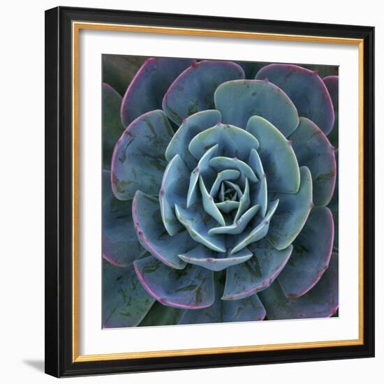 Hens and Chicks Plant-Micha Pawlitzki-Framed Photographic Print