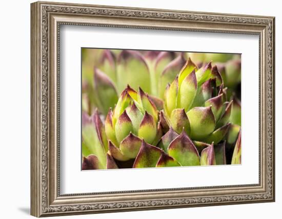 Hens and chicks, succulents, USA-Lisa Engelbrecht-Framed Photographic Print