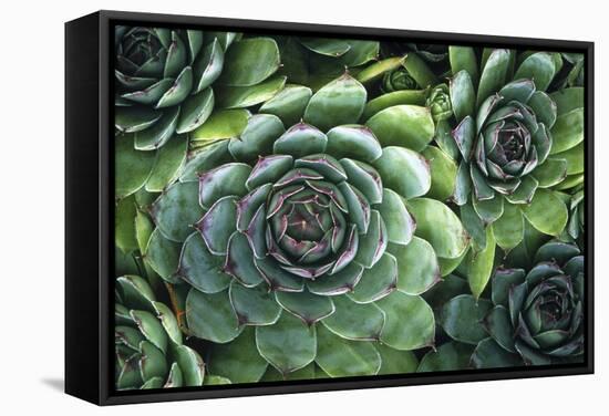 Hens And Chicks' Succulents-Kaj Svensson-Framed Premier Image Canvas