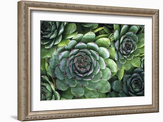 Hens And Chicks' Succulents-Kaj Svensson-Framed Photographic Print