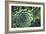 Hens And Chicks' Succulents-Kaj Svensson-Framed Photographic Print