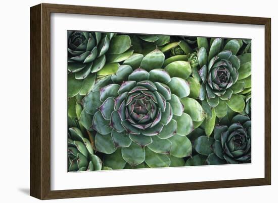 Hens And Chicks' Succulents-Kaj Svensson-Framed Photographic Print