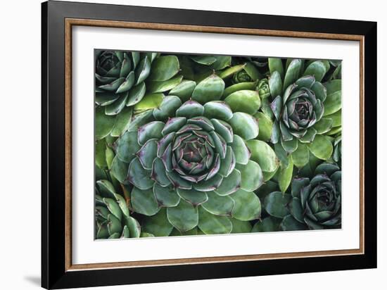 Hens And Chicks' Succulents-Kaj Svensson-Framed Photographic Print