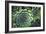 Hens And Chicks' Succulents-Kaj Svensson-Framed Photographic Print