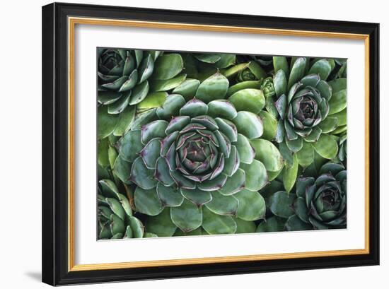 Hens And Chicks' Succulents-Kaj Svensson-Framed Photographic Print