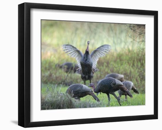 Hens and gobblers, Osceola wild turkey, Myakka River State Park, Florida-Maresa Pryor-Framed Photographic Print