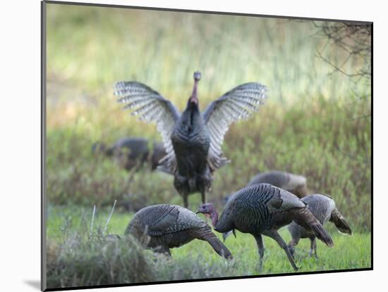 Hens and gobblers, Osceola wild turkey, Myakka River State Park, Florida-Maresa Pryor-Mounted Photographic Print