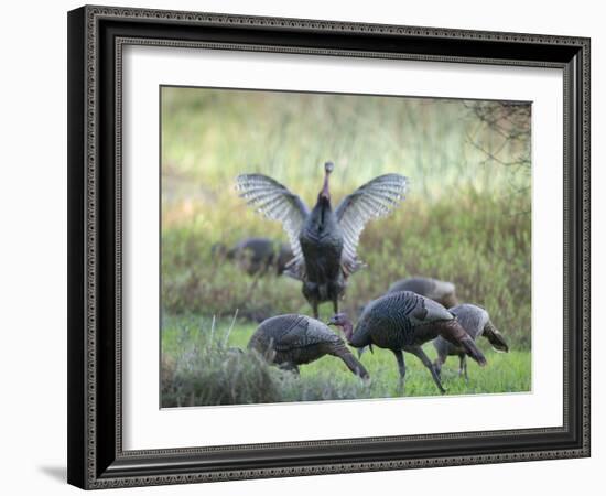 Hens and gobblers, Osceola wild turkey, Myakka River State Park, Florida-Maresa Pryor-Framed Photographic Print