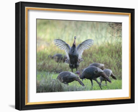 Hens and gobblers, Osceola wild turkey, Myakka River State Park, Florida-Maresa Pryor-Framed Photographic Print