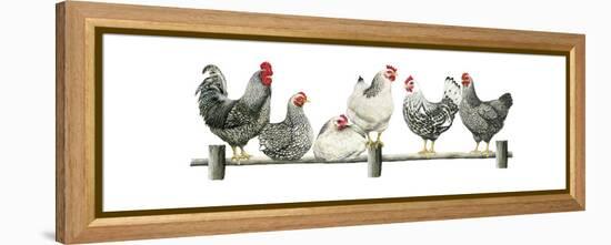 Hens, White Background-Janet Pidoux-Framed Premier Image Canvas