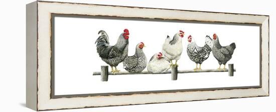 Hens, White Background-Janet Pidoux-Framed Premier Image Canvas