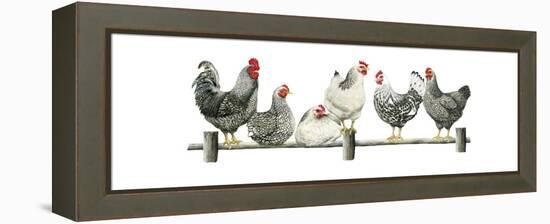 Hens, White Background-Janet Pidoux-Framed Premier Image Canvas