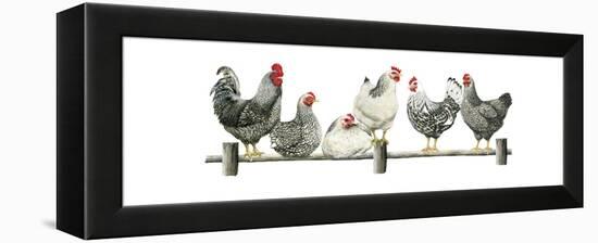 Hens, White Background-Janet Pidoux-Framed Premier Image Canvas