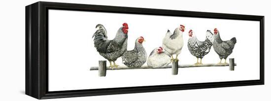 Hens, White Background-Janet Pidoux-Framed Premier Image Canvas