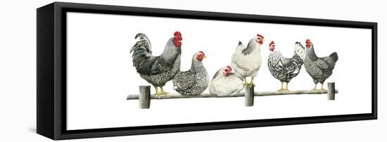 Hens, White Background-Janet Pidoux-Framed Premier Image Canvas