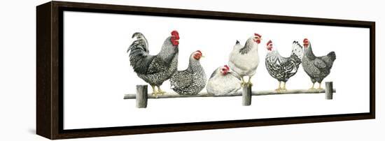 Hens, White Background-Janet Pidoux-Framed Premier Image Canvas