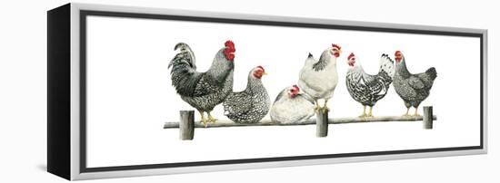 Hens, White Background-Janet Pidoux-Framed Premier Image Canvas