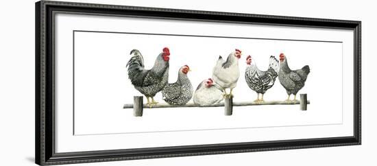 Hens, White Background-Janet Pidoux-Framed Giclee Print