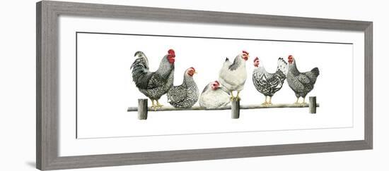 Hens, White Background-Janet Pidoux-Framed Giclee Print