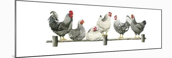 Hens, White Background-Janet Pidoux-Mounted Giclee Print