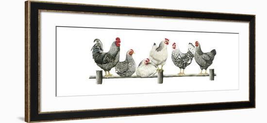 Hens, White Background-Janet Pidoux-Framed Giclee Print